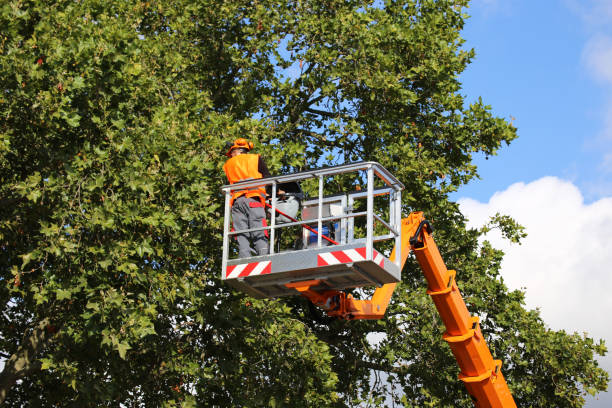 Reliable Wimberley, TX Tree Services Solutions