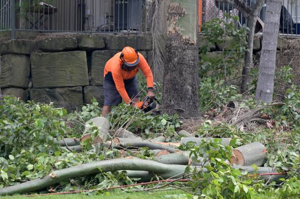 How Our Tree Care Process Works  in  Wimberley, TX